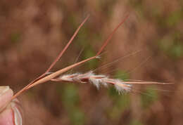 Sivun Schizachyrium fragile (R. Br.) A. Camus kuva