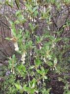 Imagem de Elaeagnus multiflora Thunb.