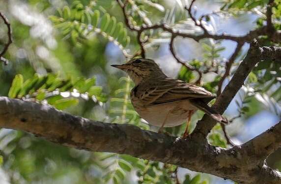 Image of Wood Pipit