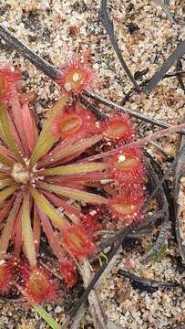 Image of Drosera darwinensis Lowrie