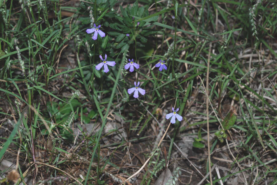 Image of Diastatea tenera (A. Gray) McVaugh