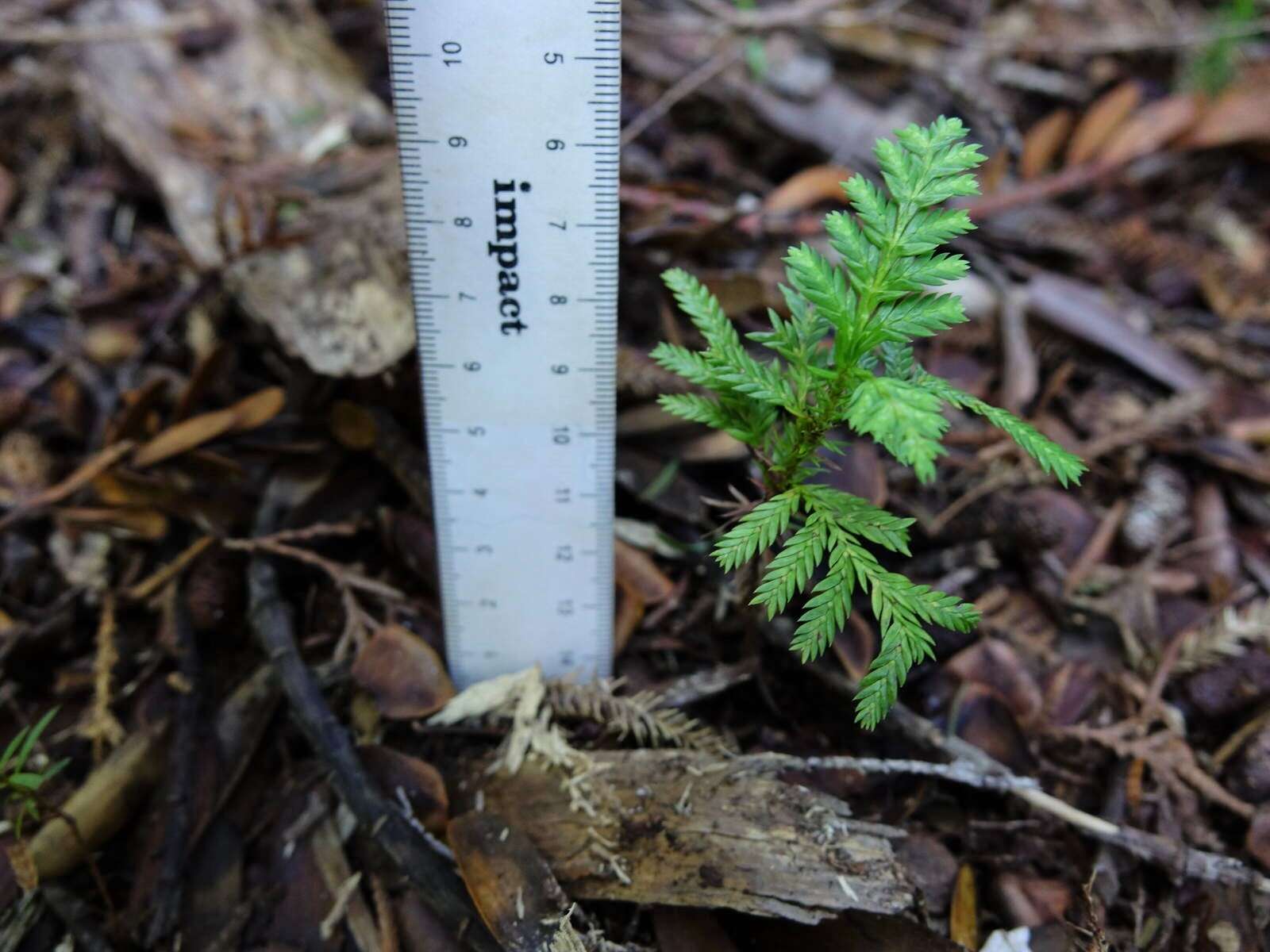 Plancia ëd Libocedrus plumosa (D. Don) Sarg.