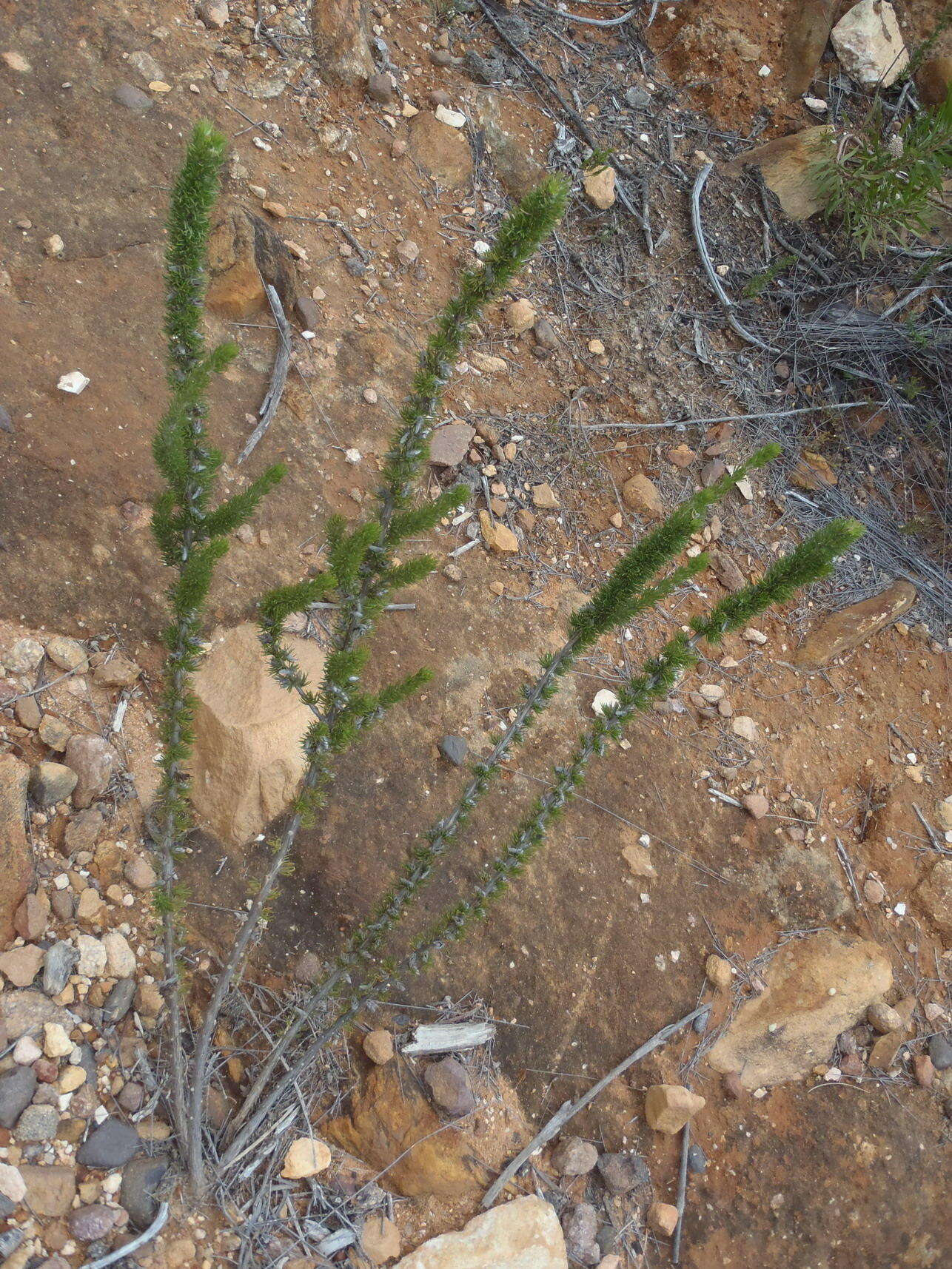 Plancia ëd Aspalathus acanthes Eckl. & Zeyh.