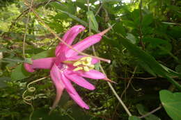 Image of Passiflora tarapotina Harms