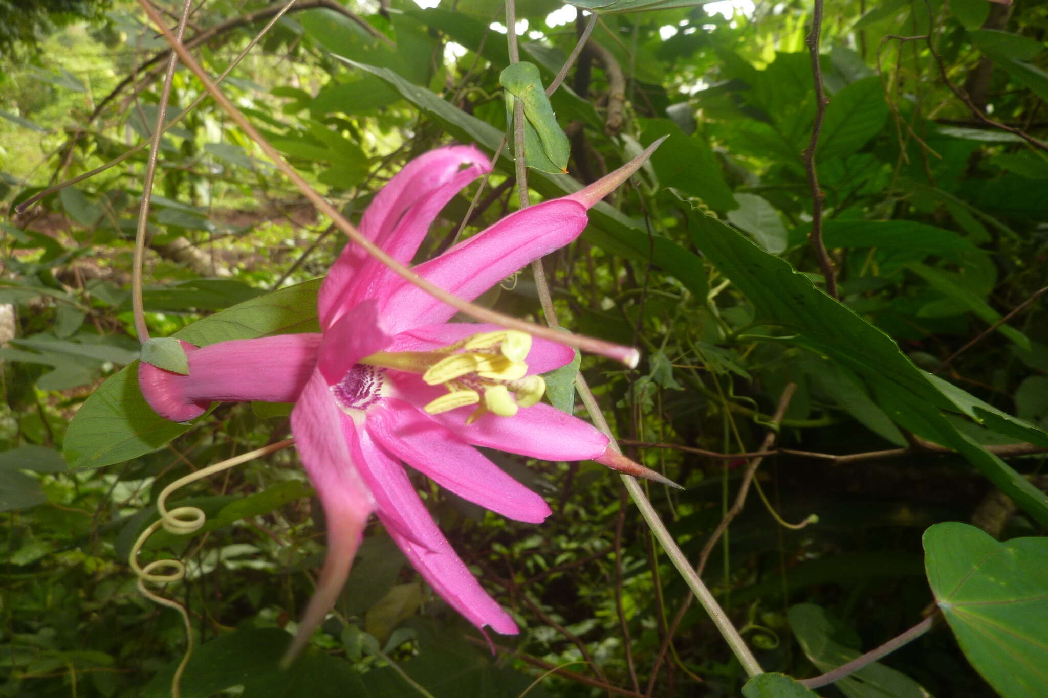 Image of Passiflora tarapotina Harms