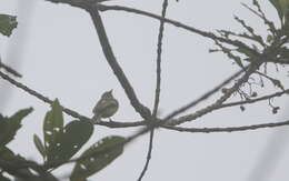 Image of Yellow-margined Flatbill