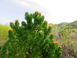 Image of Silveredge Pincushion