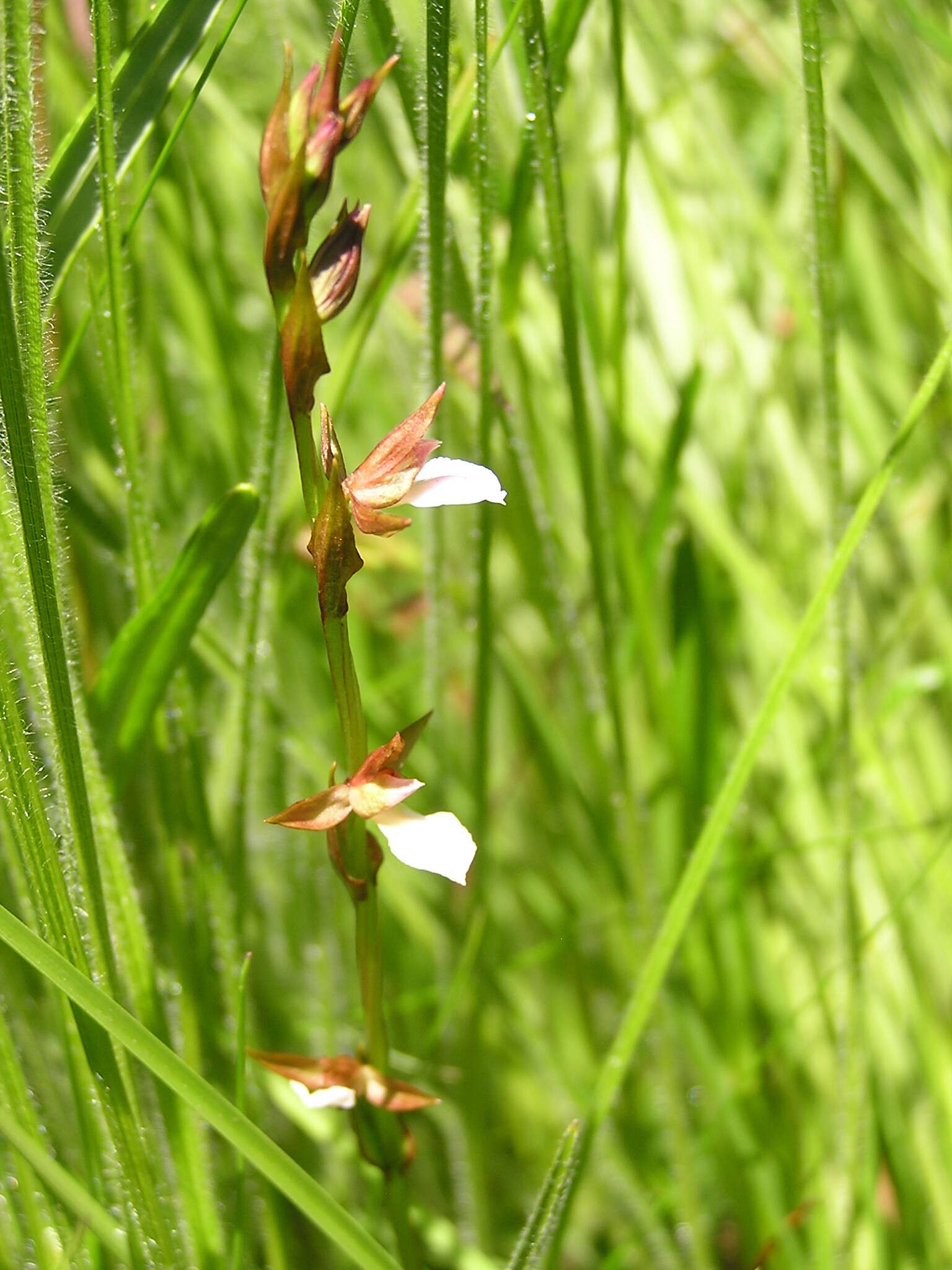 Sivun Neobolusia tysonii (Bolus) Schltr. kuva