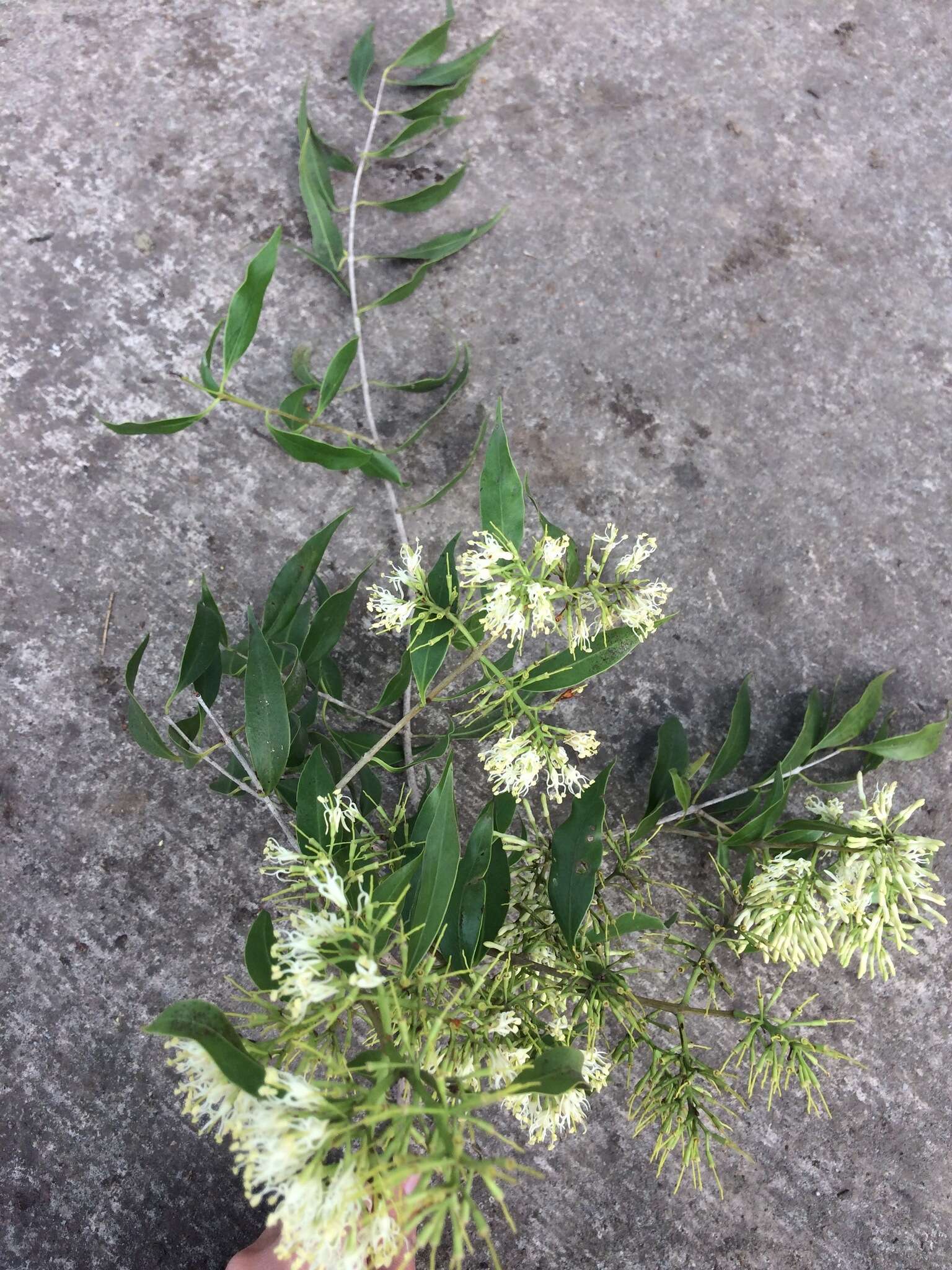 Plancia ëd Tripodanthus acutifolius (Ruiz & Pav.) van Tiegh.