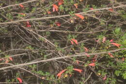 Image of Clinopodium mexicanum (Benth.) Govaerts