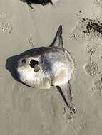 Image of Bumphead sunfish