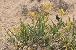 Imagem de Lomatium nuttallii (A. Gray) Macbr.