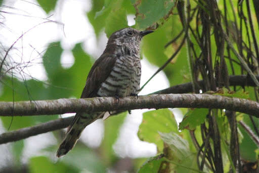 Image of Little Bronze Cuckoo