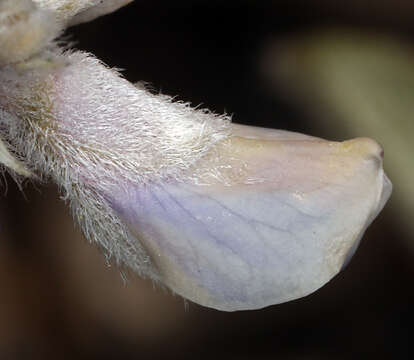 Image of bluebonnet lupine