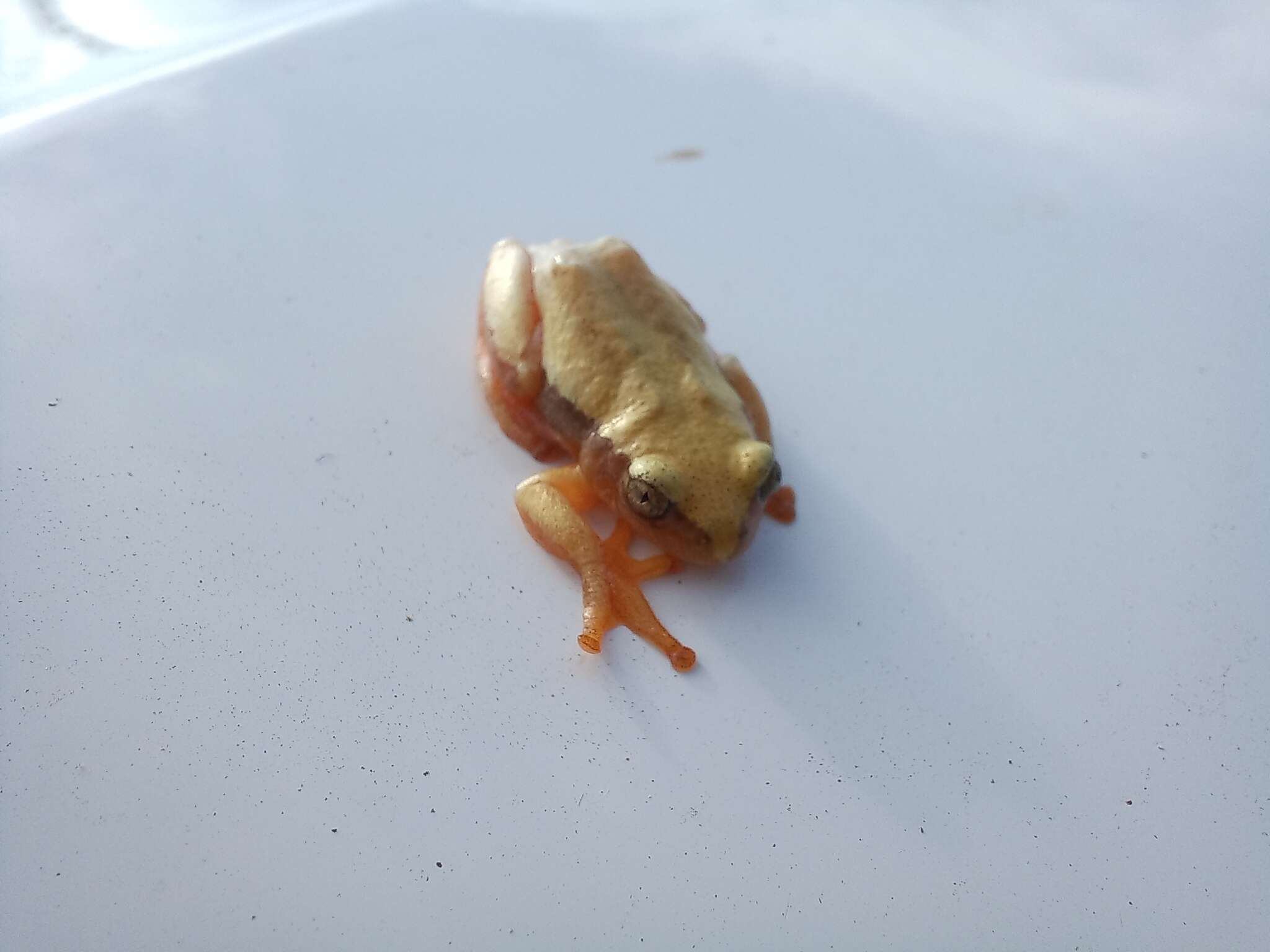 Image of Natal Spiny Reed Frog