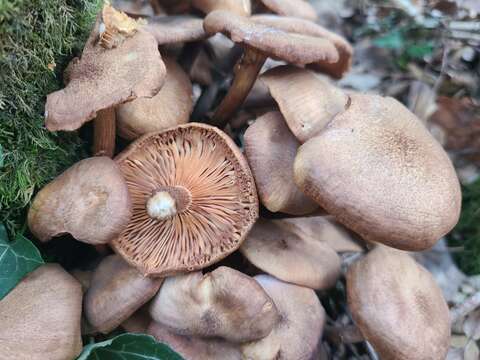 Image of Armillaria socialis (DC.) Fayod 1889