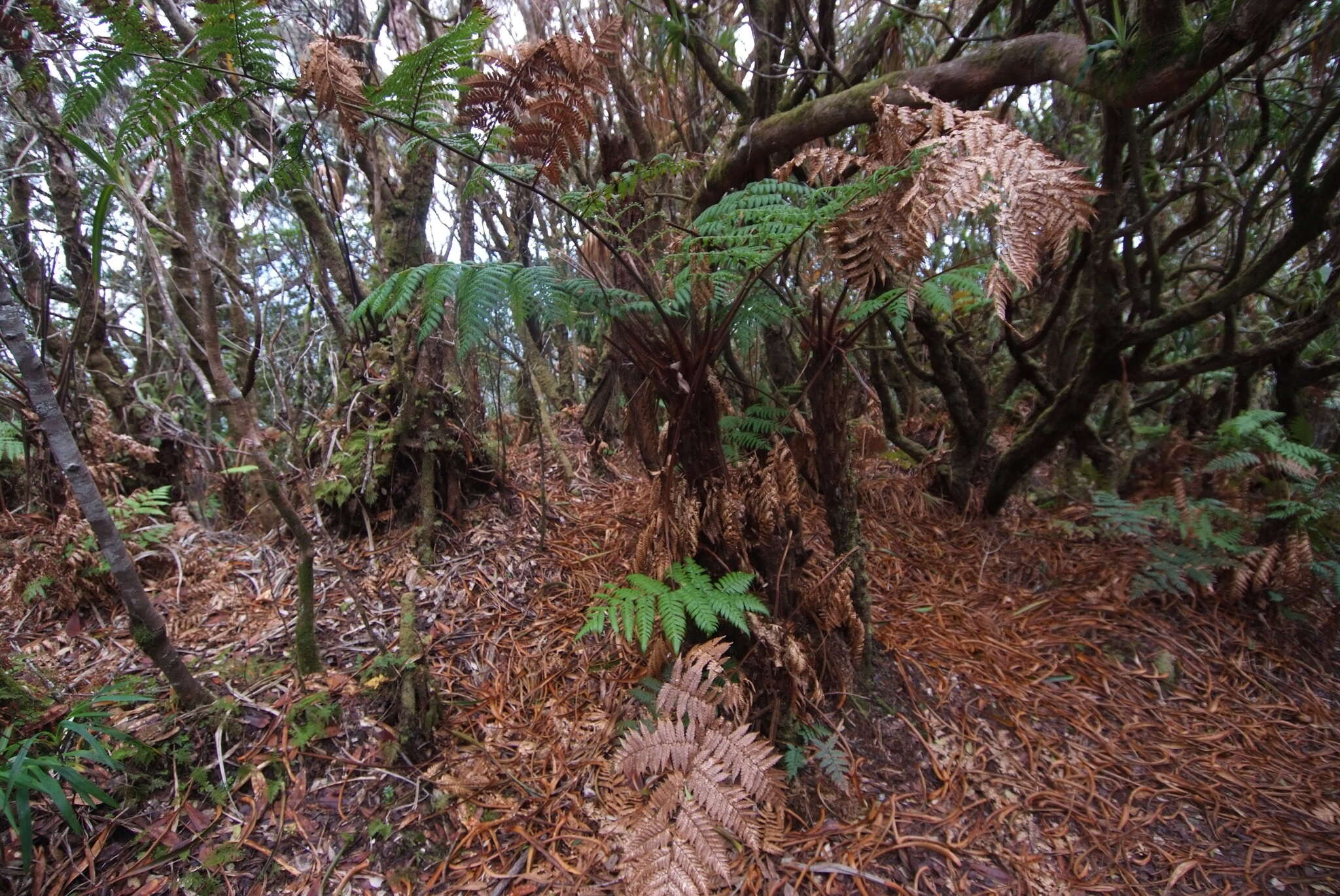 Image of Dicksonia baudouinii Fourn.