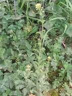 Image of western tansymustard