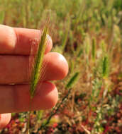 Hordeum depressum (Scribn. & J. G. Sm.) Rydb.的圖片