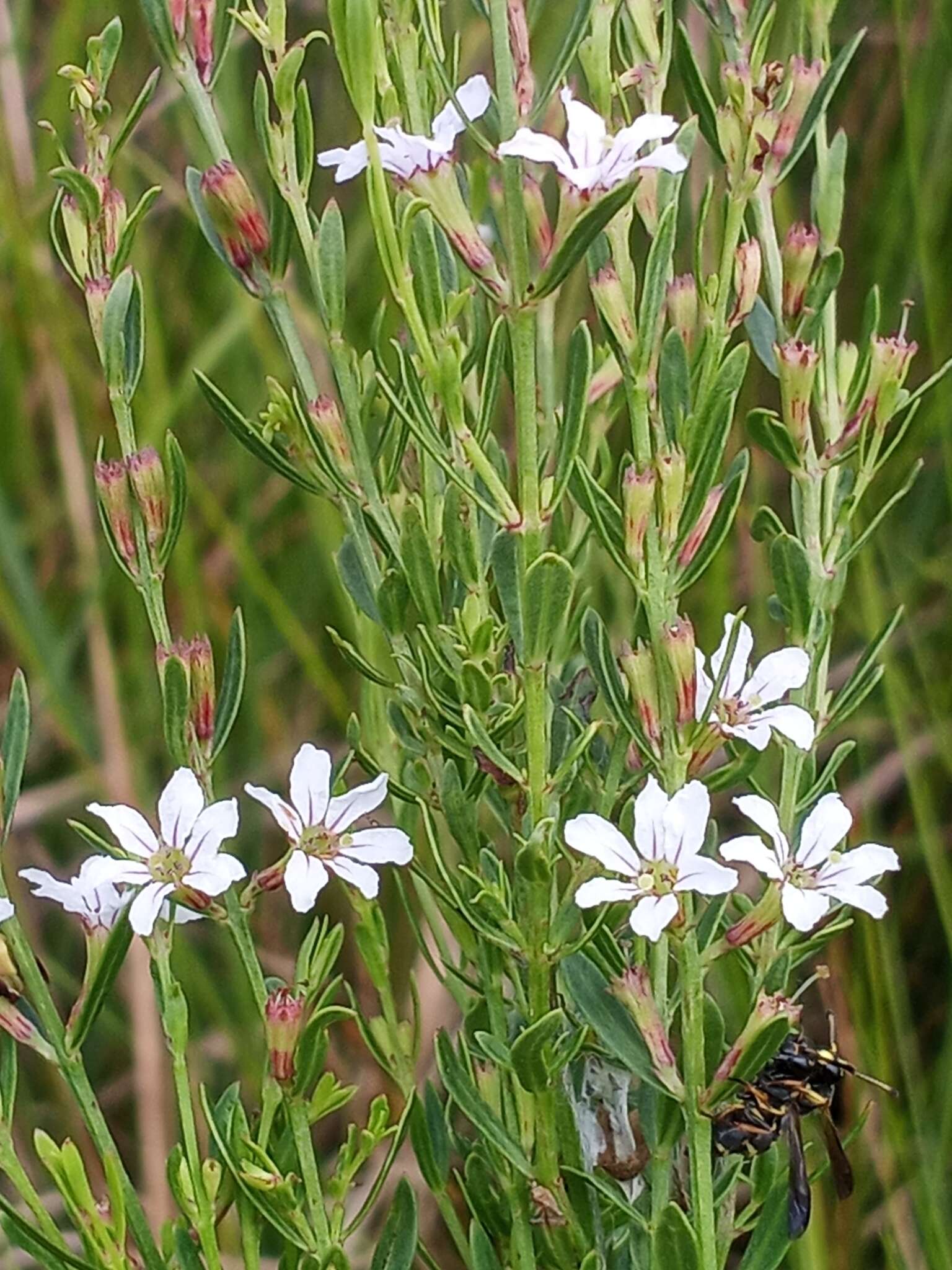 Image of Wand loosestrife