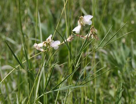 Lathyrus pannonicus (Jacq.) Garcke的圖片