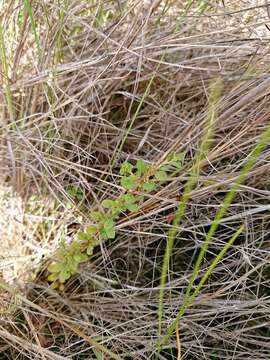 Image de Ludwigia microcarpa Michx.