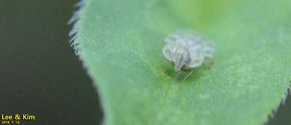 Image of Chrysanthemum Lace Bug