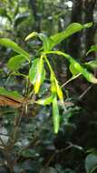 Image of Tarenna spiranthera (Drake) Homolle