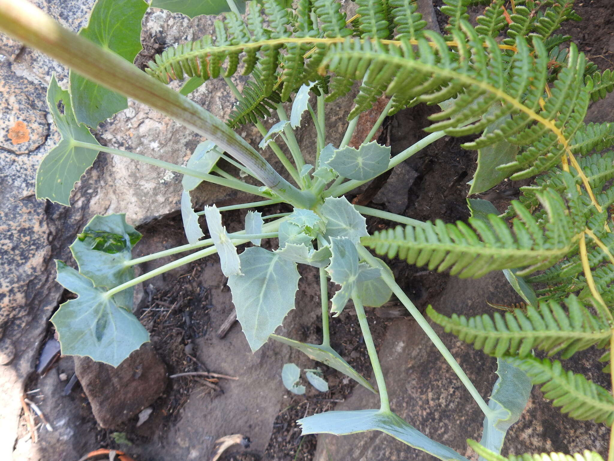 Plancia ëd Senecio oxyriifolius DC.