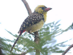 Image of Yellow-breasted Barbet