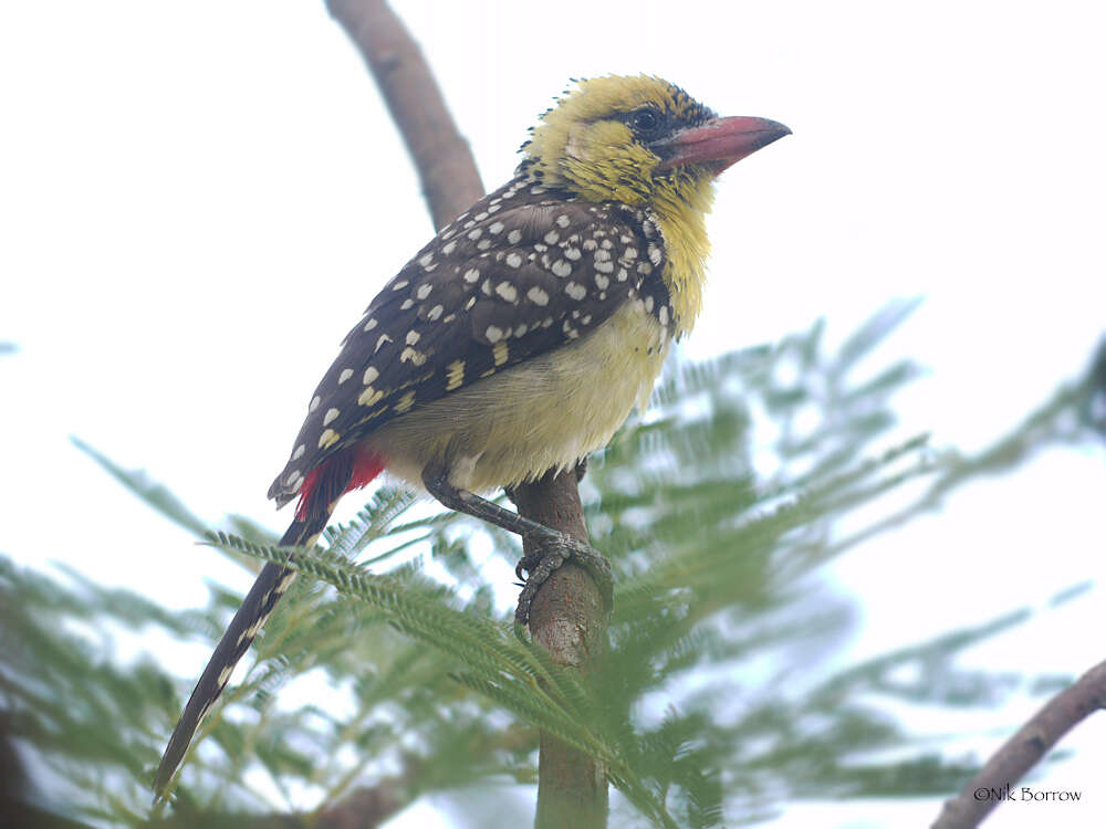 Image of Yellow-breasted Barbet