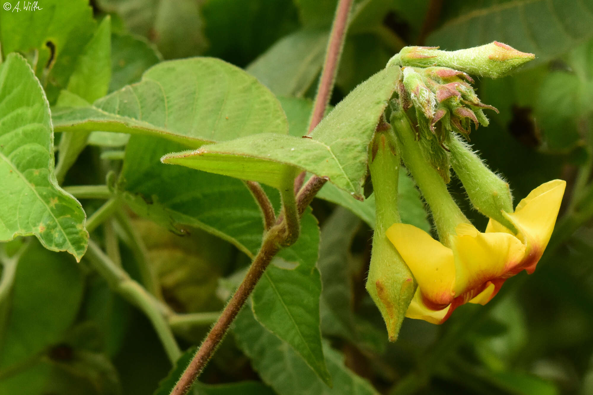 Image of Mandevilla hirsuta (Richard) Malme