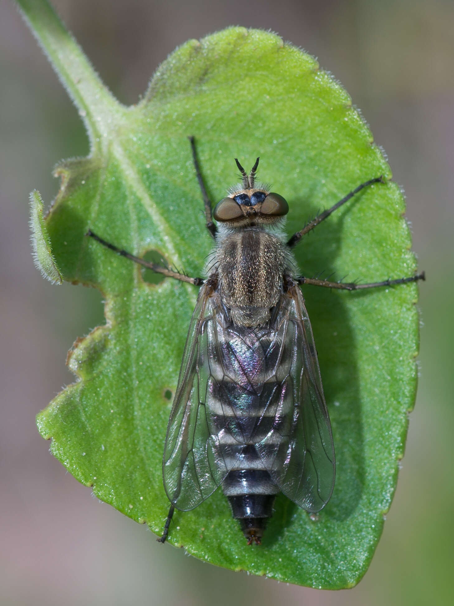 Image of Thereva plebeja (Linnaeus 1758)