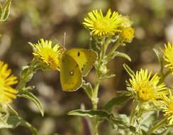 Image of Eastern Pale Clouded Yellow