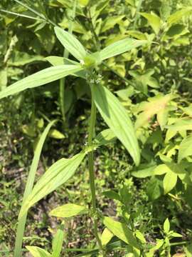 Image of Tropical Girdlepod