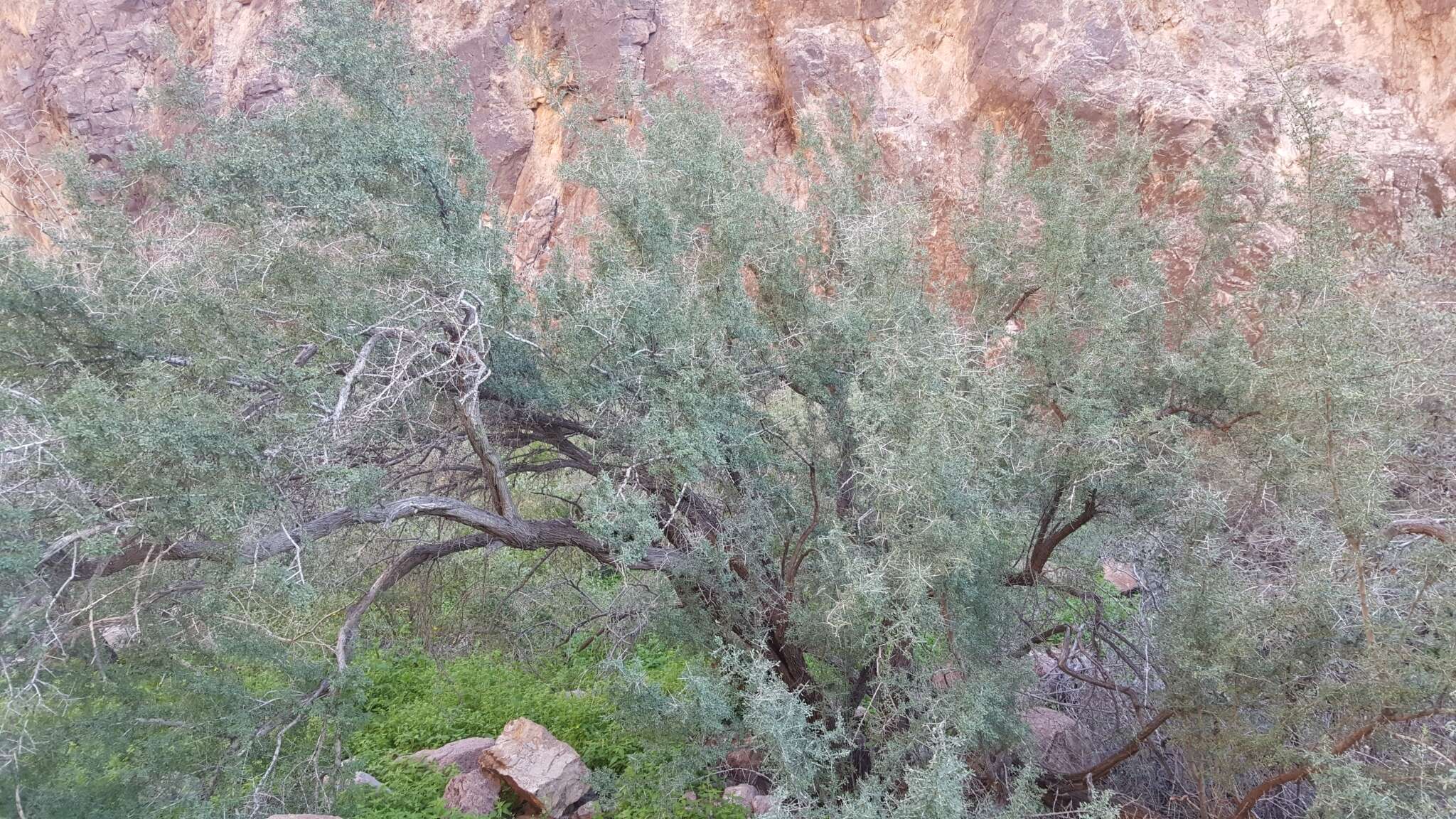 Image of desert olive