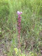 Image of dense blazing star