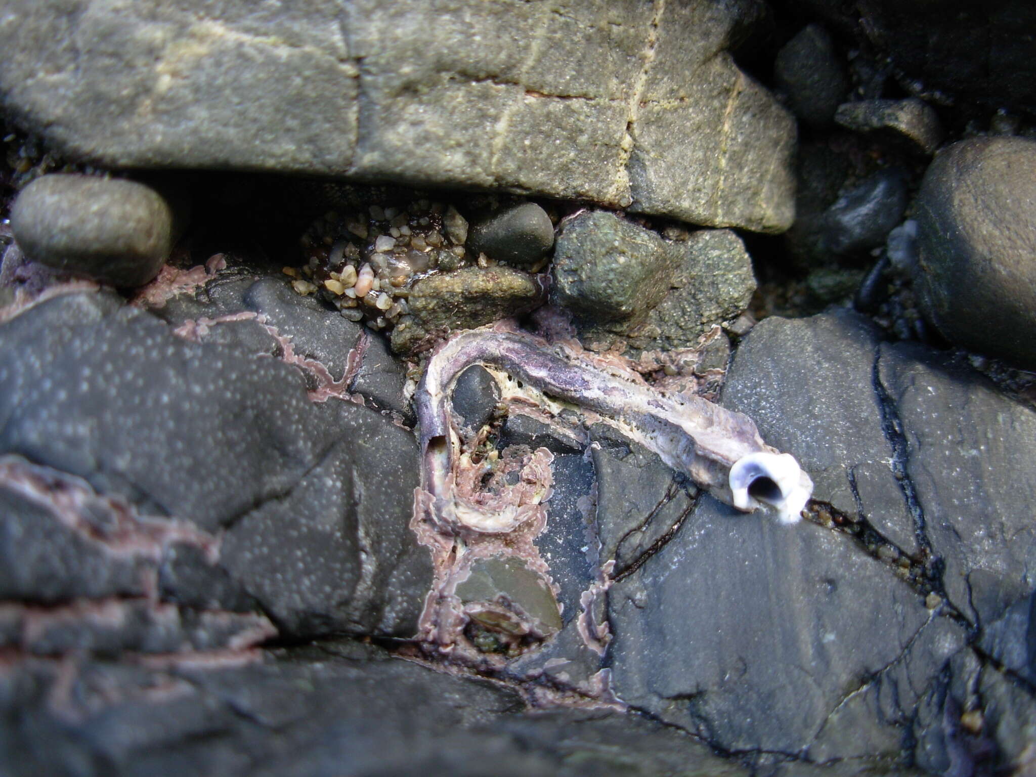 Image of Blue Tube Worm