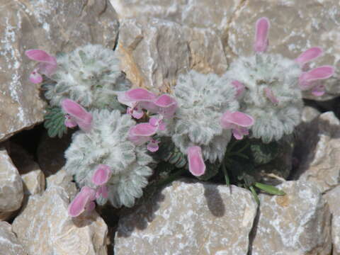 Image of Lamium eriocephalum Benth.