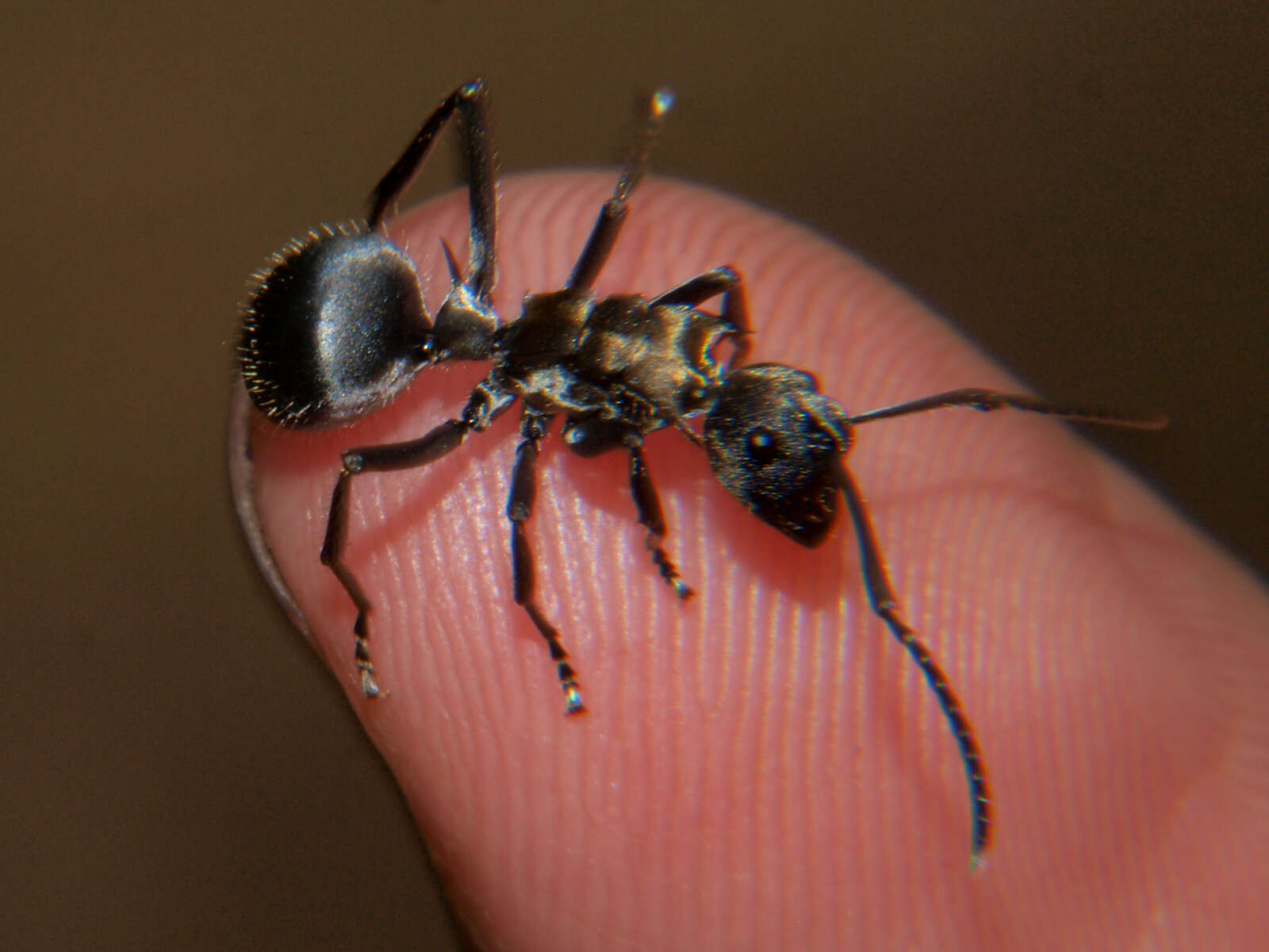 Imagem de <i>Polyrhachis epinotalis</i>