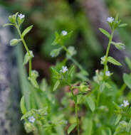 Image of Rochelia leiocarpa Ledeb.