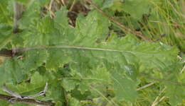 Image of Senecio purpureus L.