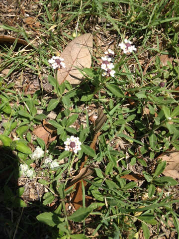 Phyla nodiflora (L.) Greene resmi