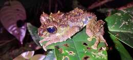 Image of Mossy Bush Frog