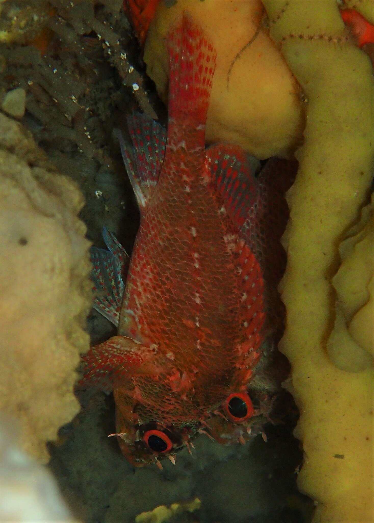 Image of Cheekspot scorpionfish