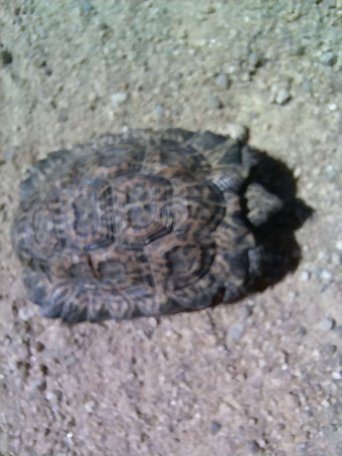 Image of Speckled tortoise