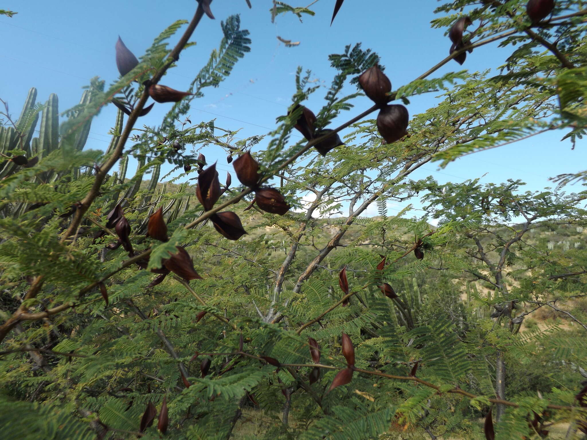 Image of Vachellia campeachiana (Mill.) Seigler & Ebinger