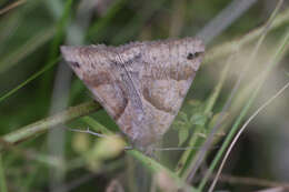 Image of Clover Looper, Range Grass-moth