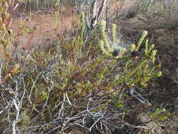 Image of Leucadendron thymifolium (Salisb. ex Knight) I. J. M. Williams