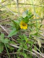 Mecardonia grandiflora (Benth.) Pennell resmi